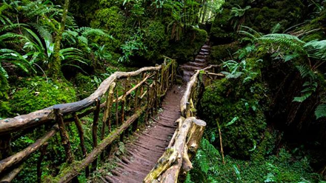 Forest of Dean footbridge